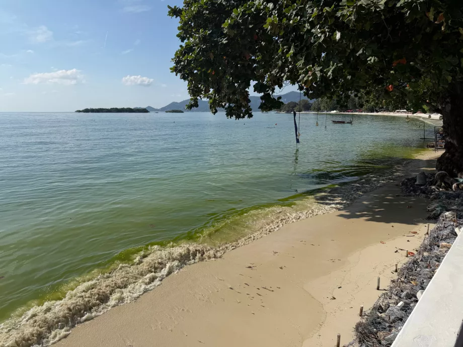 Хотелски плаж, пълен с водорасли