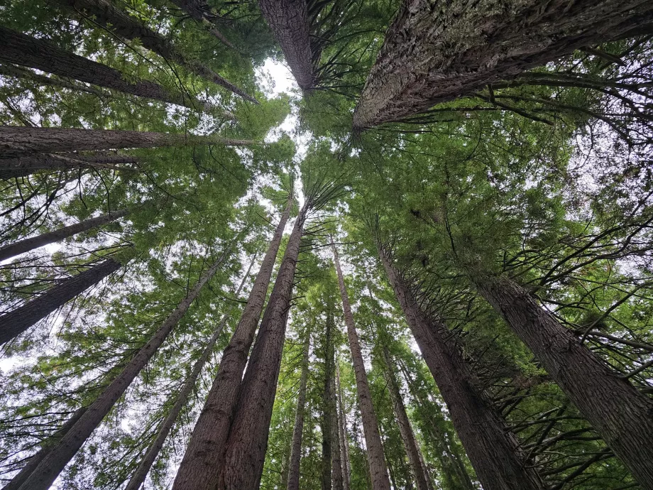 Redwoods