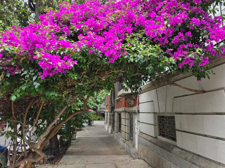 Улици на Roma Norte