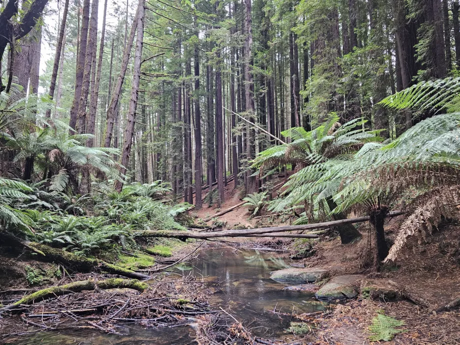 Redwoods
