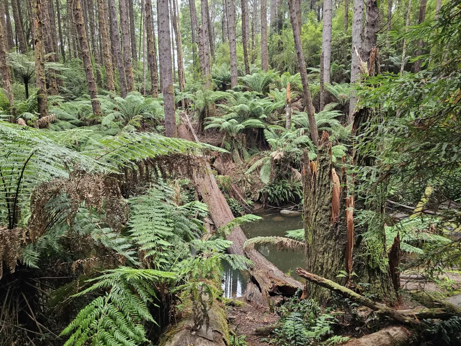 Redwoods