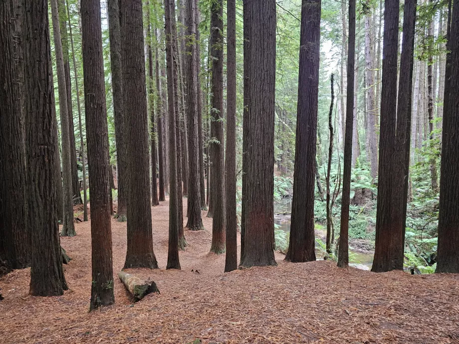 Redwoods