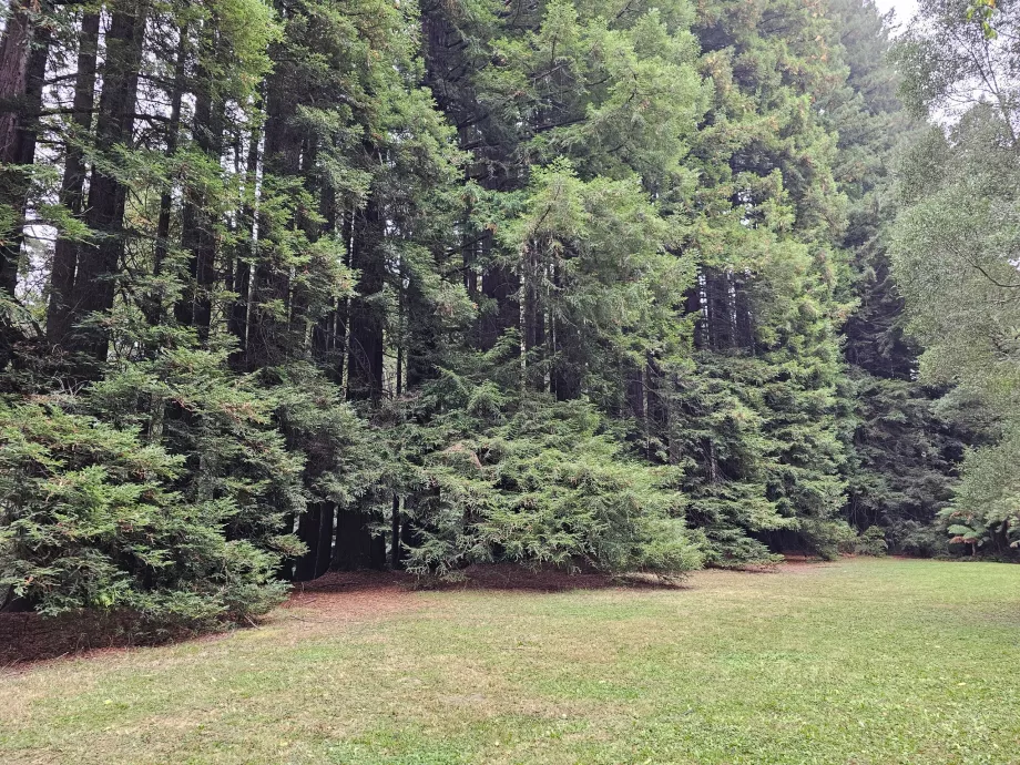 Redwoods