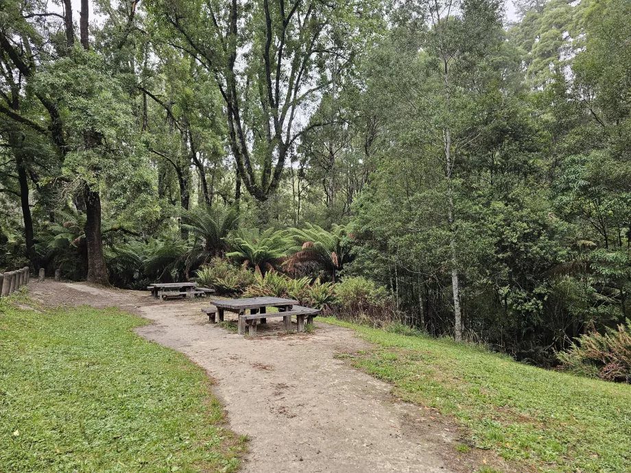 Redwoods