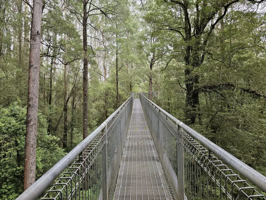 Otway Fly Treetop