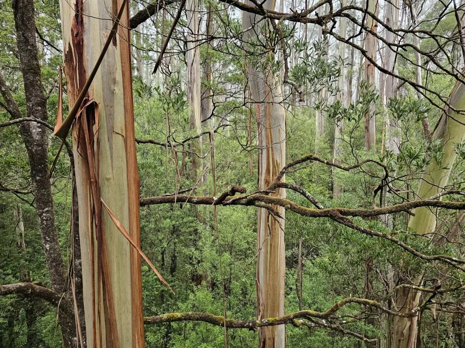 Otway Fly Treetop