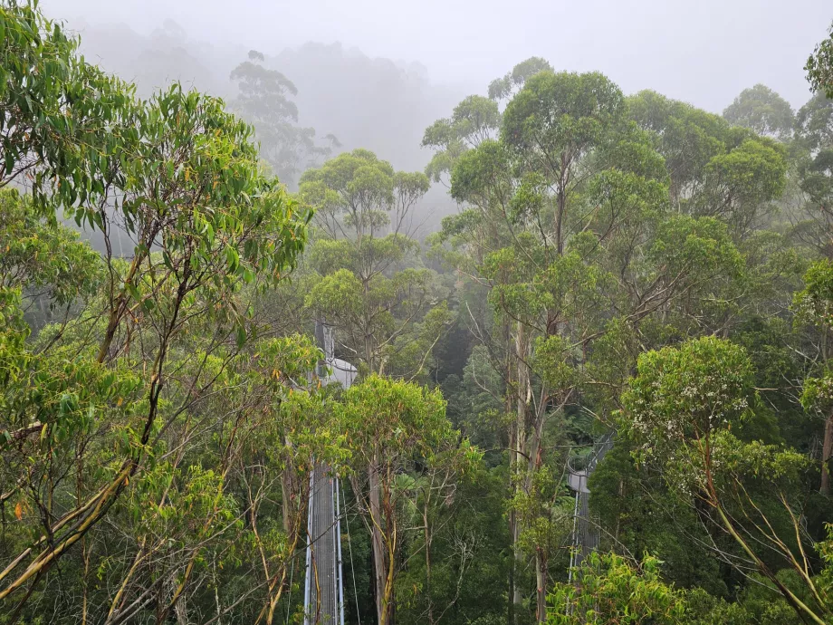 Otway Fly Treetop