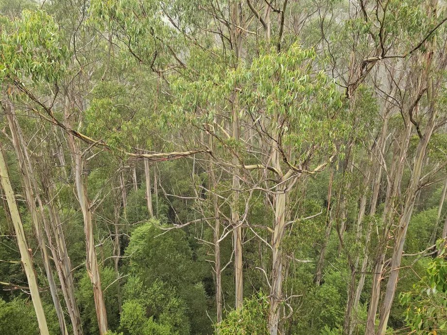 Otway Fly Treetop