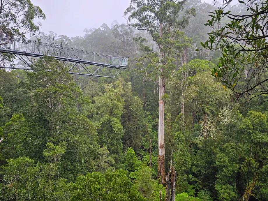 Otway Fly Treetop