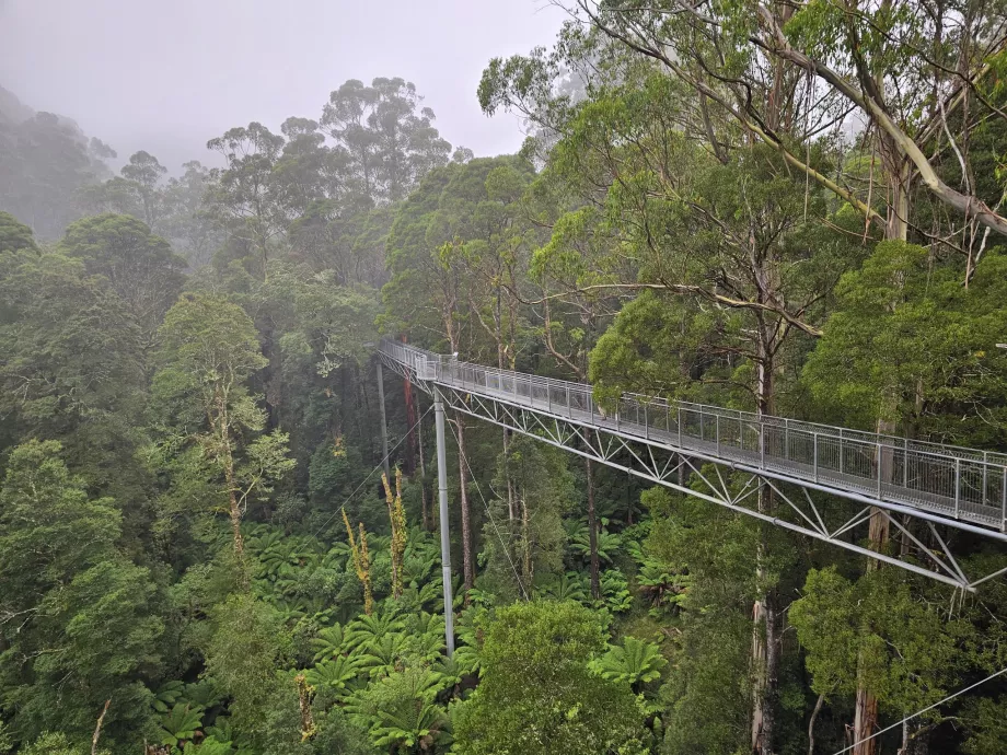 Otway Fly Treetop