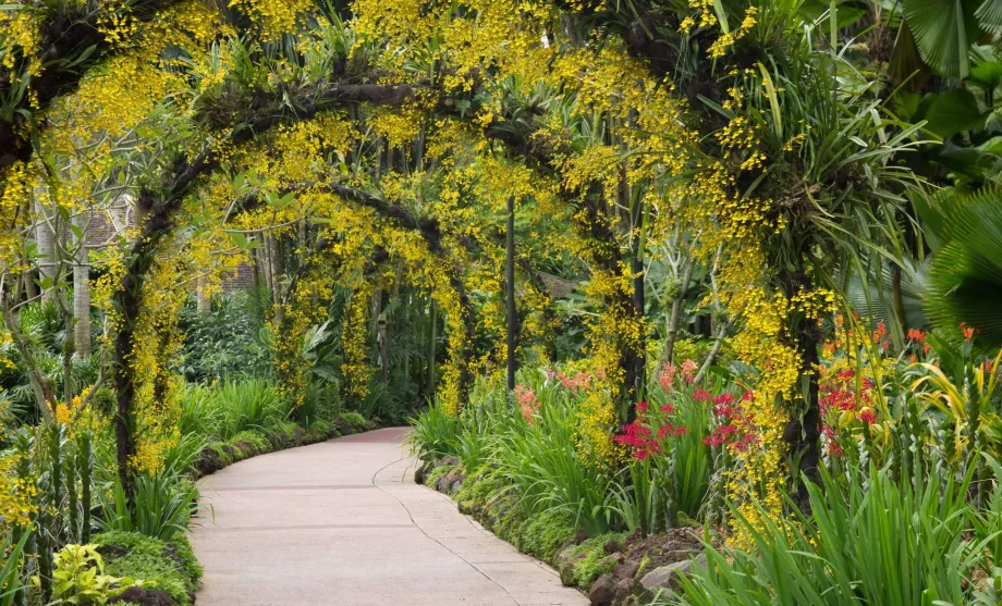 Ботаническата градина на Сингапур
