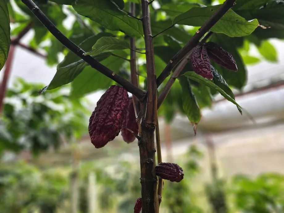 Какао, Plantation Vanille