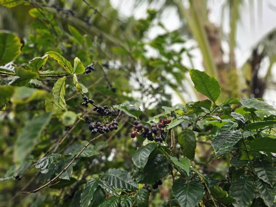 Кафе в Plantation Vanille
