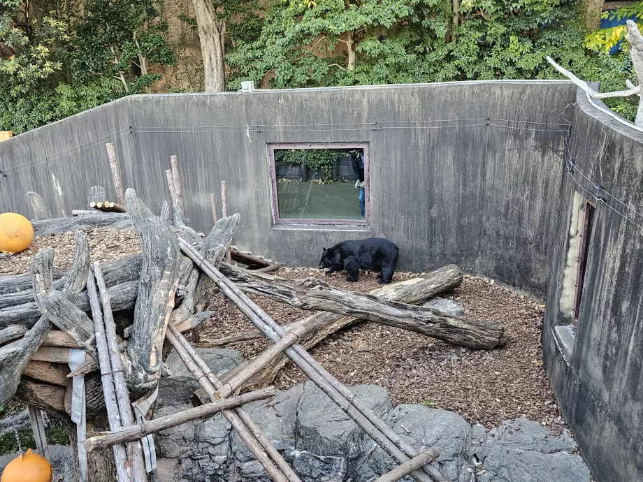 Мечка в зоопарка Уено