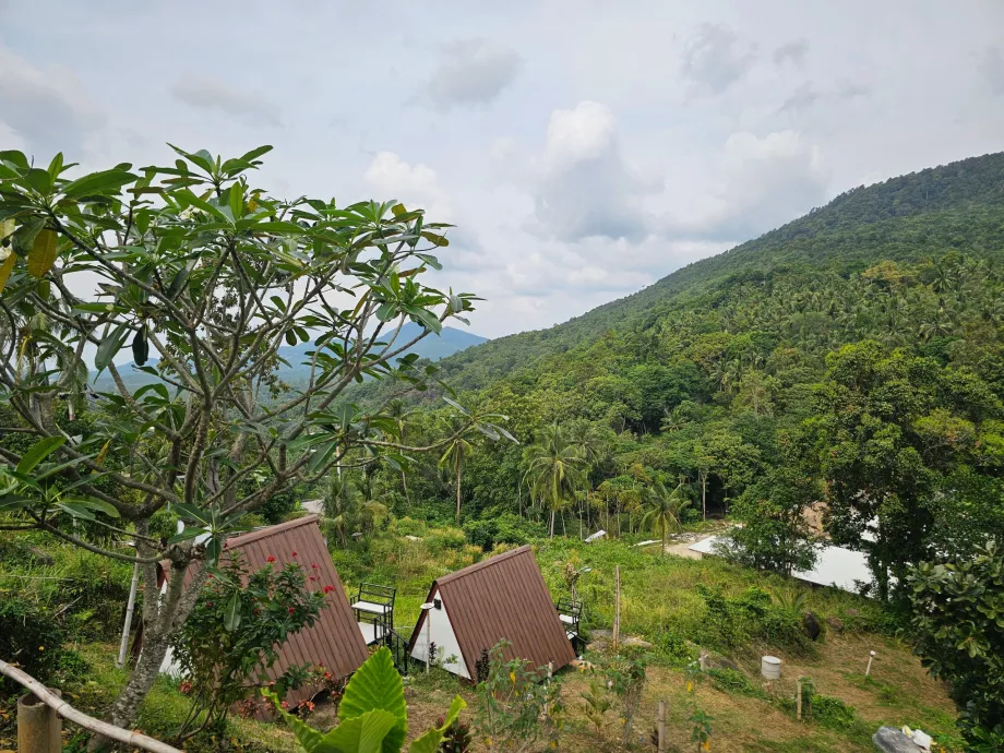 Джунгла във вътрешността на Кох Пханган