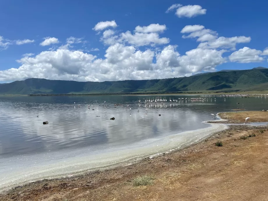 Фламинго
