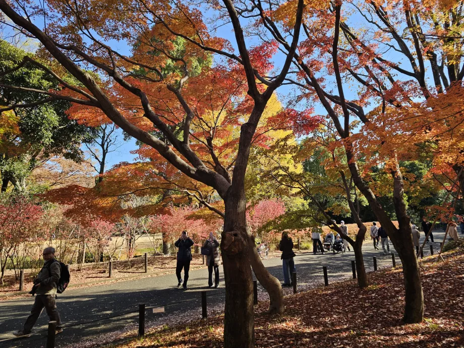 Парк Китаномару