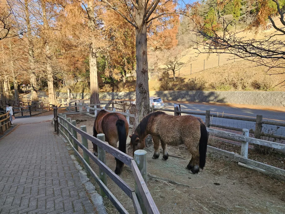 Пасище Rokkosan