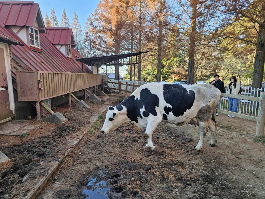 Пасище Rokkosan