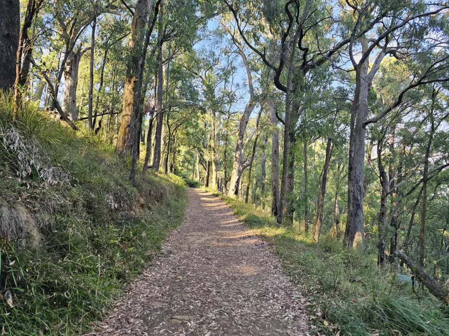 Dandenong Ranges, туристическа пътека