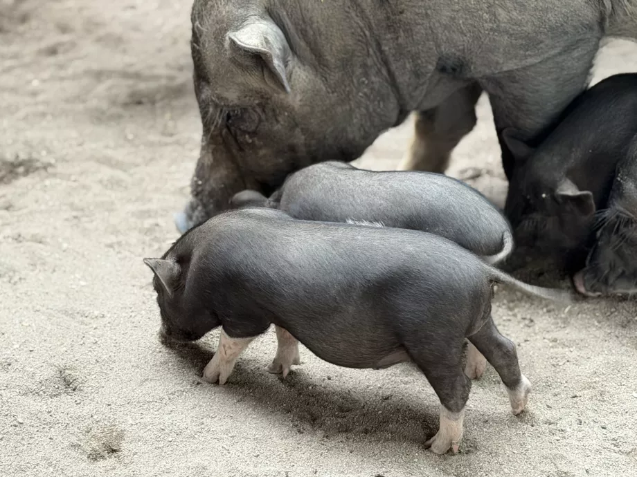Островът на прасетата