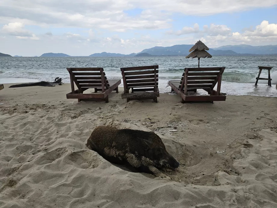 Островът на прасетата