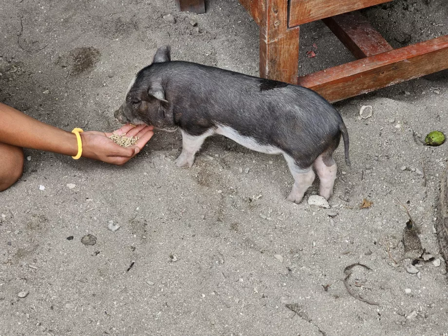 Хранене на прасетата на Острова на прасетата